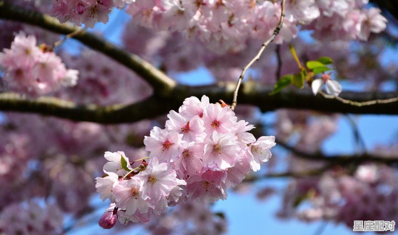 4月01日-4月10日(花楸树) - 星座运势