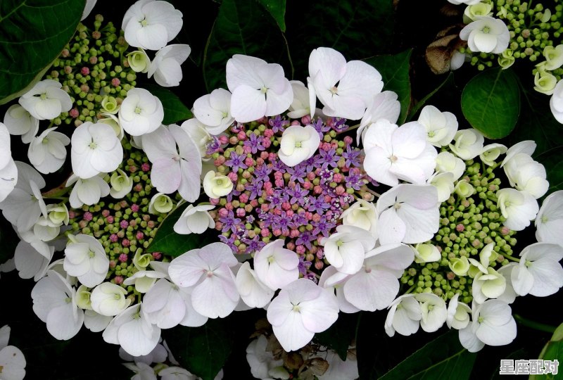 小雏菊寓意和象征 雏菊的花语和寓意 - 星座运势