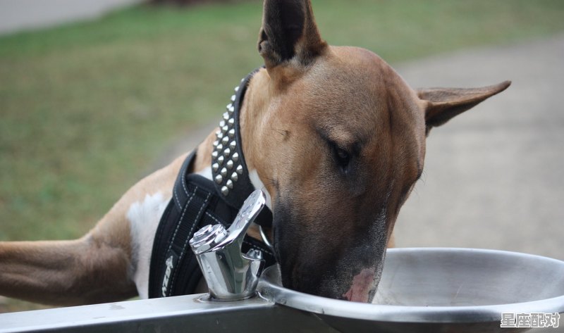 世界十大恶犬排名恶霸犬,现代恶霸名字大全男孩 - 星座运势