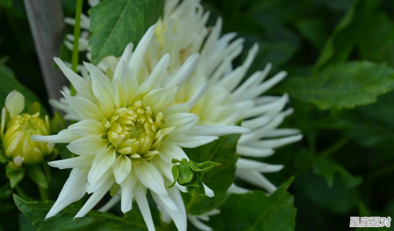 为什么淘宝的三七花这么便宜,淘宝名字带花字的店铺 为什么淘宝的三七花这么便宜,淘宝名字带花字的店铺 - 星座运势