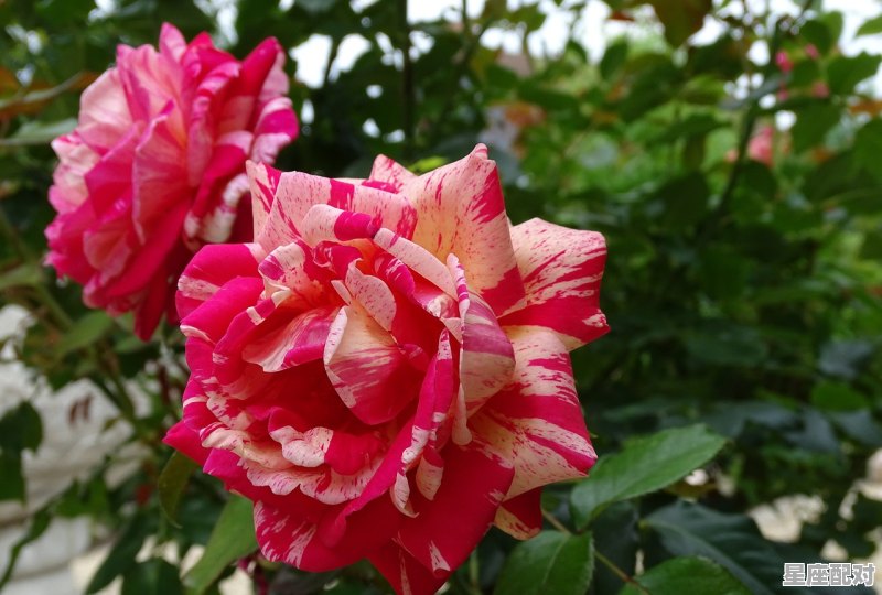 店门口能不能放月季花,超便宜月季店铺名字 店门口能不能放月季花,超便宜月季店铺名字 - 星座运势