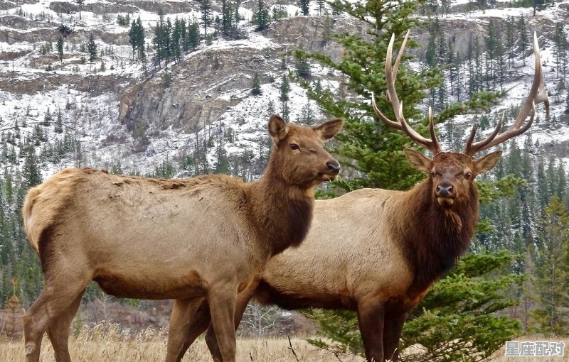 牛马什么星座最配对呢男,牛马什么星座最配对呢男 牛马什么星座最配对呢男,牛马什么星座最配对呢男 - 星座运势