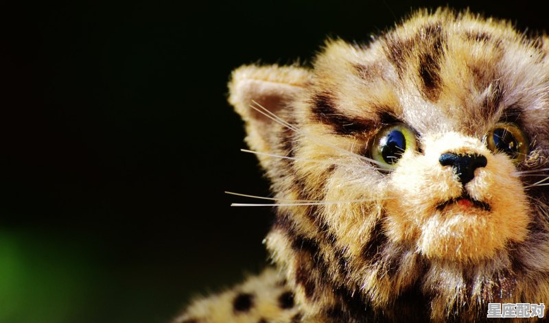 交易猫店铺名称是什么,猫咪玩具 网红店铺名字 交易猫店铺名称是什么,猫咪玩具 网红店铺名字 - 星座运势