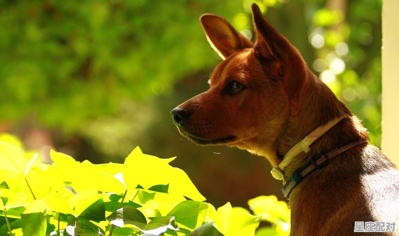 香港澳门有养犬规定吗,香港养狗酒店名字大全集 香港澳门有养犬规定吗,香港养狗酒店名字大全集 - 星座运势