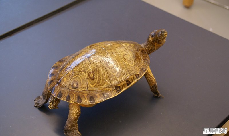 市长什么生肖,市长什么生肖 市长什么生肖,市长什么生肖 - 星座运势