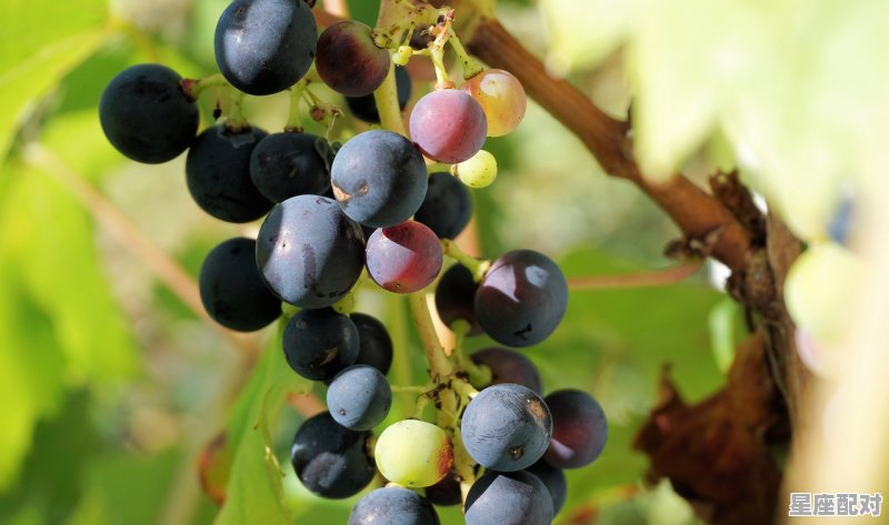 大碎石叫什么名字，承包砂石厂生产公司名字 - 星座运势