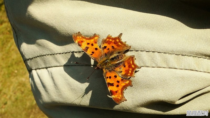 斑马虾怎么做_花纹的虾叫什么 - 星座运势