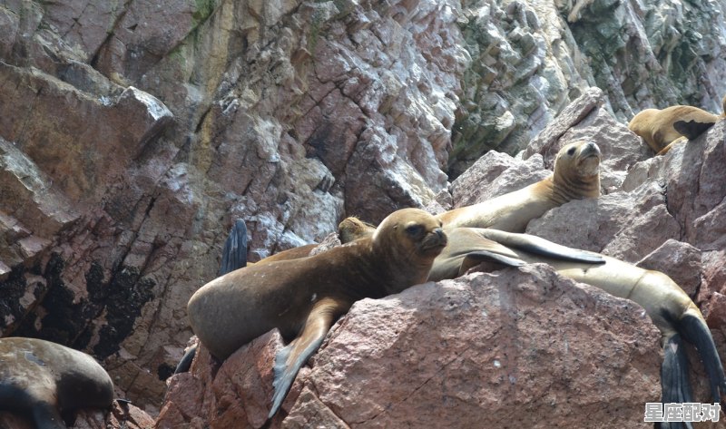 重庆欢乐海底世界的动物名字,水虎宝宝男生名字 - 星座运势