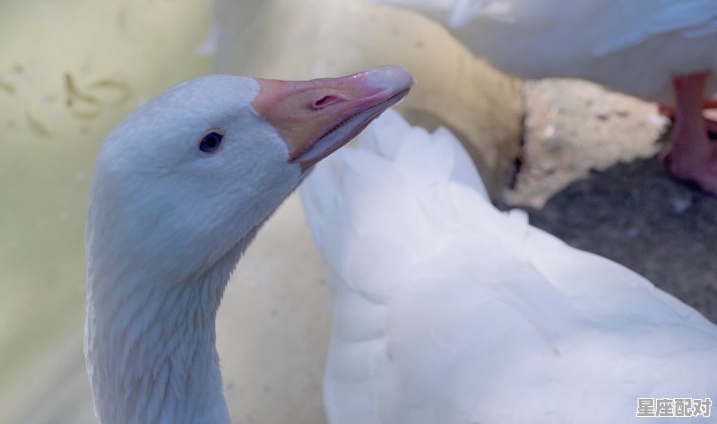 有一种长得像鹅似的家禽叫啥,像鹅的男孩名字 有一种长得像鹅似的家禽叫啥,像鹅的男孩名字 - 星座运势