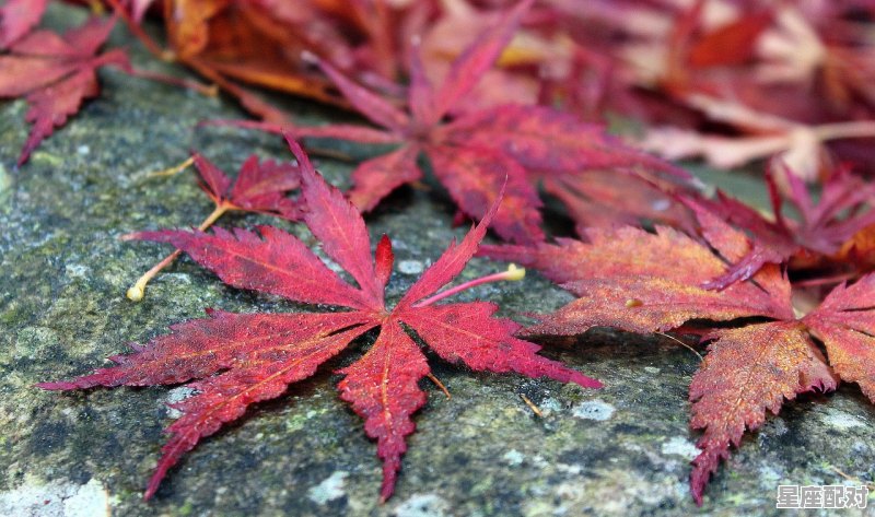 10月14日-10月23日(枫树) - 星座运势