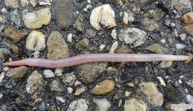 28,轸宿 (轸水蚓) - 星座运势