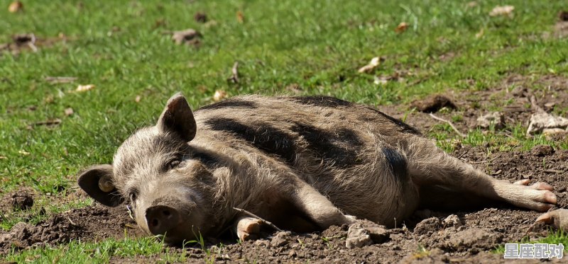 13,室宿 (室火猪) - 星座运势