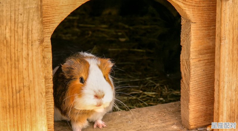 11,虚宿 (虚日鼠) - 星座运势