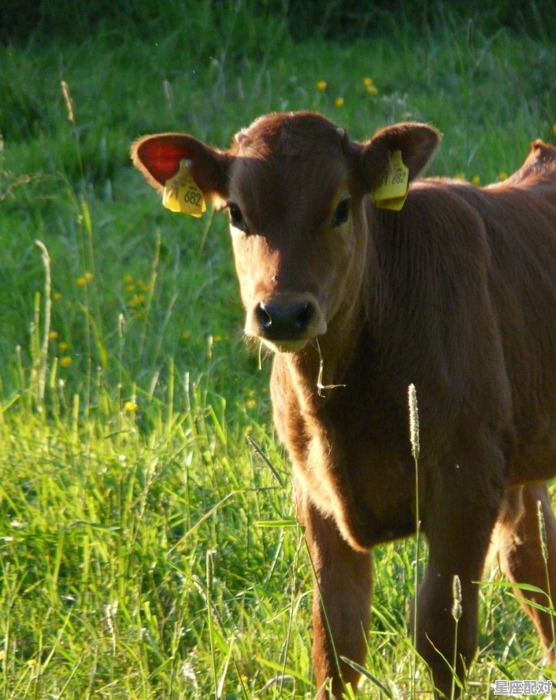 9,牛宿 (牛金牛) - 星座运势