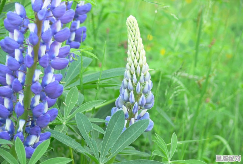 当白羊座遇到爱情 - 星座运势