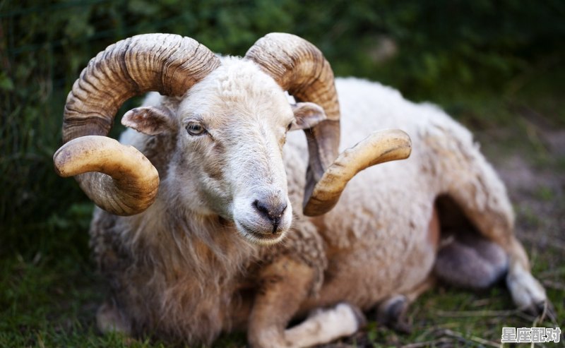 关于白羊座的笑话 - 星座运势