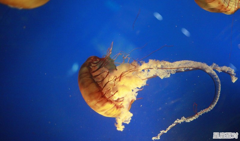 属于白羊座的电影:《蓝丝绒》 属于白羊座的电影:《蓝丝绒》 - 星座运势