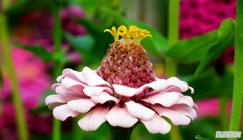 白羊女的性格专属花 白羊女的性格专属花 - 星座运势