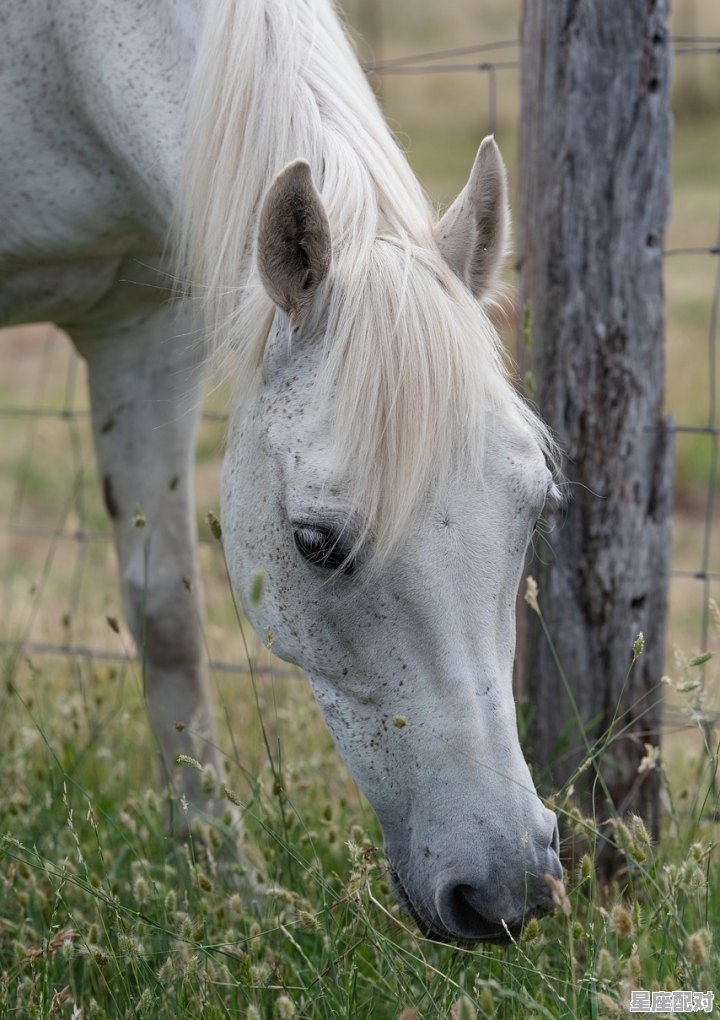 白羊座大财主 白羊座大财主 - 星座运势