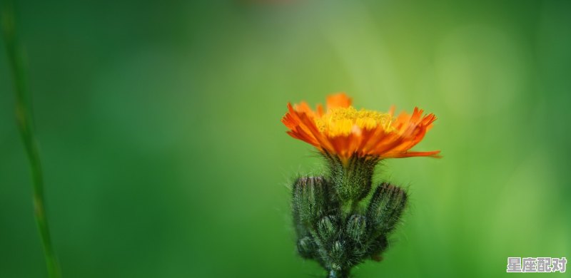 白羊座的泪水为谁流 白羊座的泪水为谁流 - 星座运势