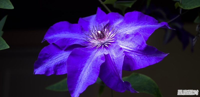 白羊座的宿敌星座 白羊座的宿敌星座 - 星座运势