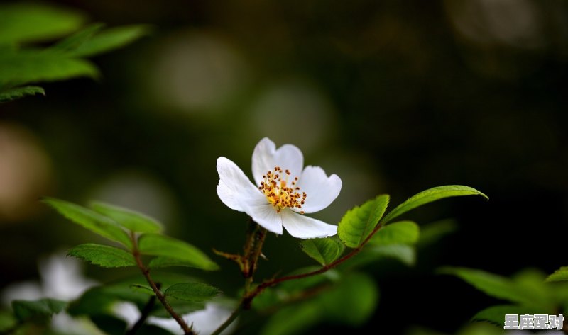 白羊座适合的水晶 白羊座适合的水晶 - 星座运势