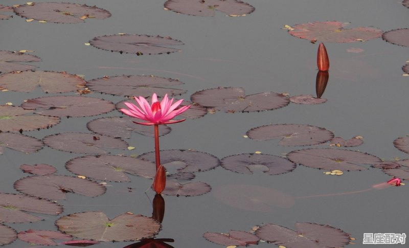 白羊座:好胜、天生抢眼 白羊座:好胜、天生抢眼 - 星座运势