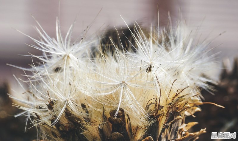 天蝎座的幸运物 - 星座运势