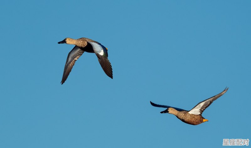 [占卜]月亮空亡的理解 - 星座运势