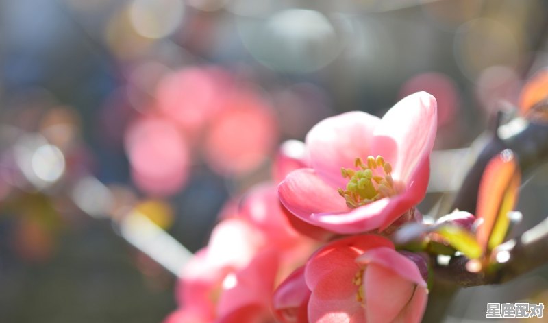 嘴不甜心真的星座GG - 星座运势