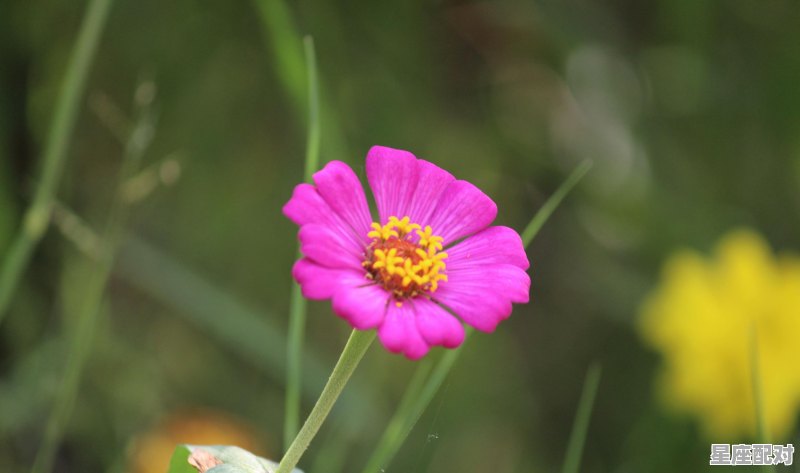 星座与旧情人 星座与旧情人 - 星座运势