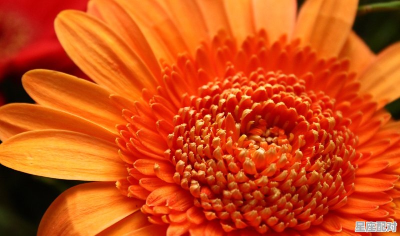 水星VS.十二星座 水星VS.十二星座 - 星座运势