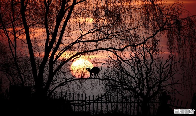 月亮星座解析 月亮星座解析 - 星座运势