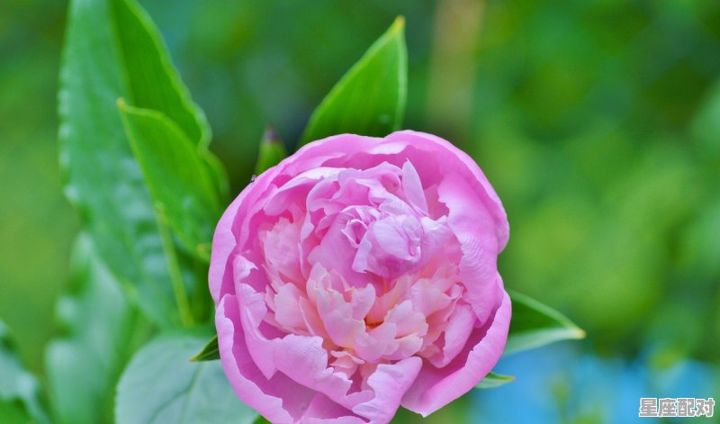 巨蟹座的性格、爱情、财运、事业 - 星座运势