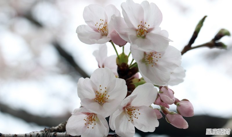 处女座的性格、爱情、财运、事业 - 星座运势