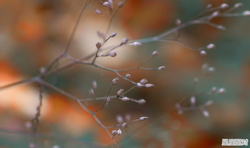 射手座性别分类及优点 - 星座运势