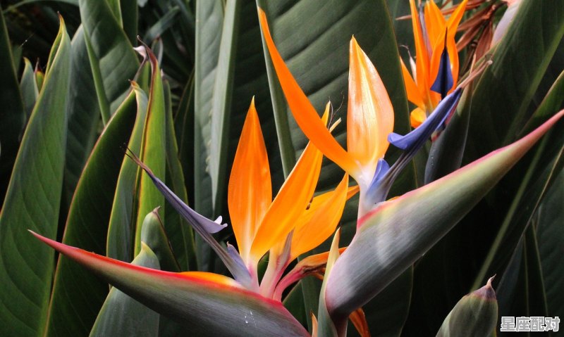 射手座最大的弱点 射手座最大的弱点 - 星座运势