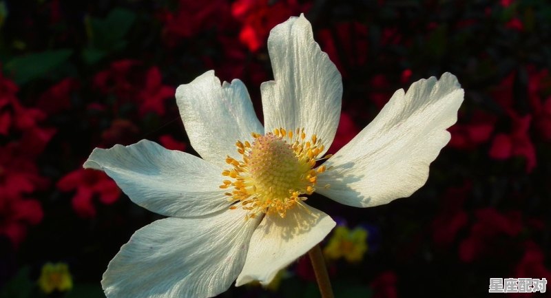 射手座的特点解读 射手座的特点解读 - 星座运势