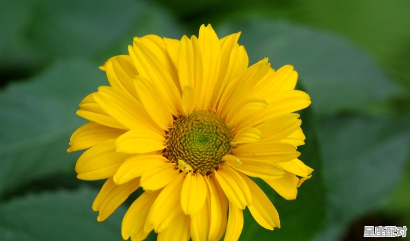 巨蟹座孤单的情人节 巨蟹座孤单的情人节 - 星座运势