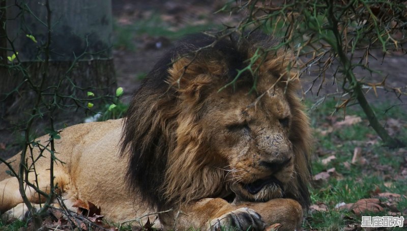 国庆节狮子座吃什么？ - 星座运势