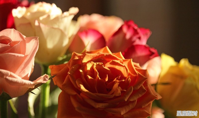 狮子座情人节送花手册 狮子座情人节送花手册 - 星座运势