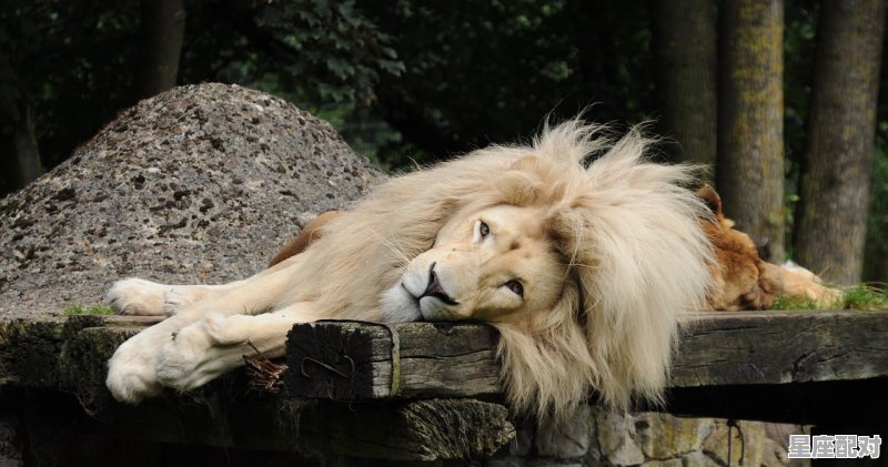 火星在狮子座的男人 - 星座运势