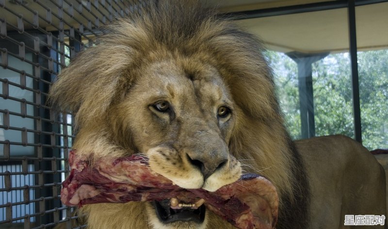 向狮子座男性求欢的方式 - 星座运势