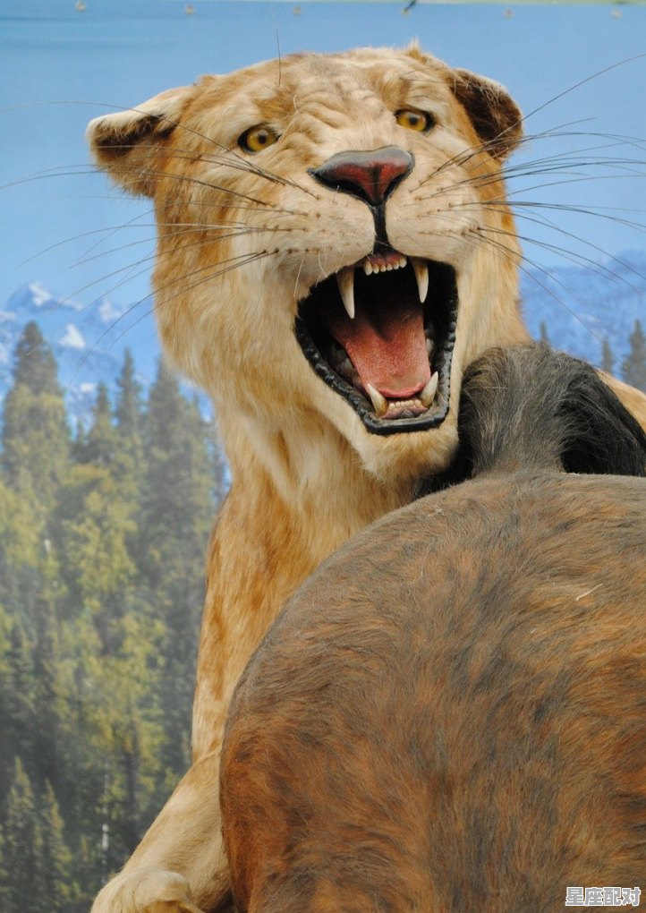 狮子座图片大全【专辑3】 狮子座图片大全【专辑3】 - 星座运势