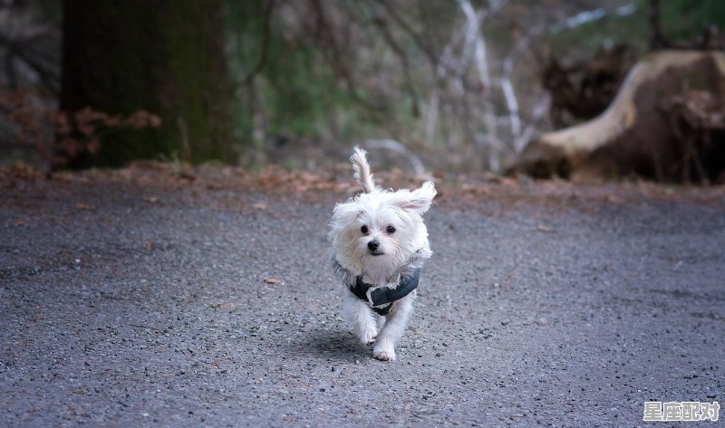 射手座物语:不死的烦恼 射手座物语:不死的烦恼 - 星座运势