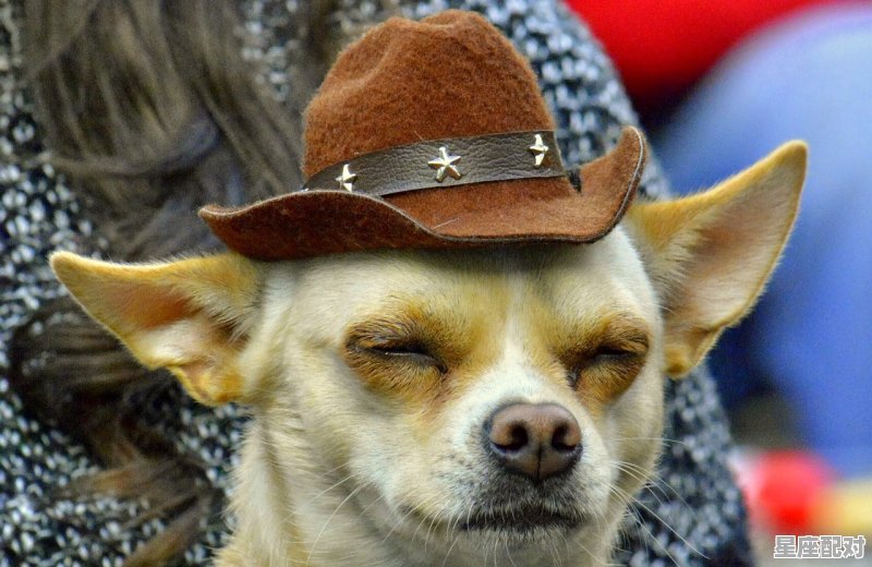 初一回婆家的讲究，正月初一有哪些传统习俗讲究 - 星座运势