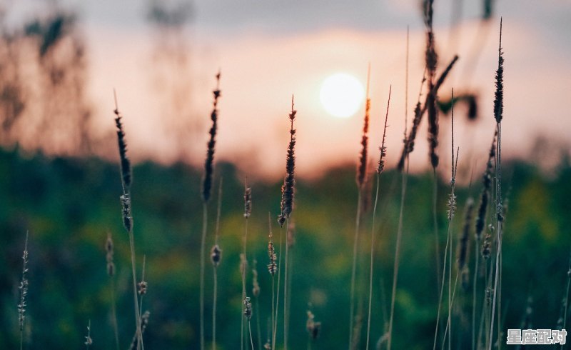 2025年是什么流年_90年是什么马年 - 星座运势