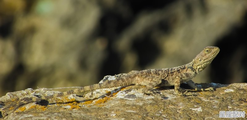 本兮的真名是什么,沉珂什么星座 本兮的真名是什么,沉珂什么星座 - 星座运势