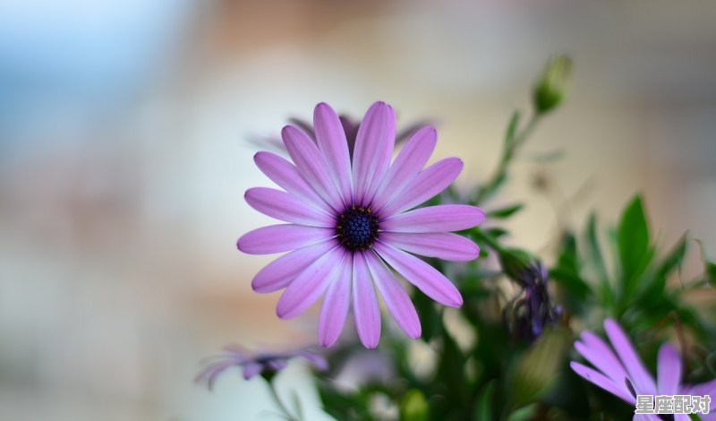 白羊座图片大全【专辑40】 - 星座运势