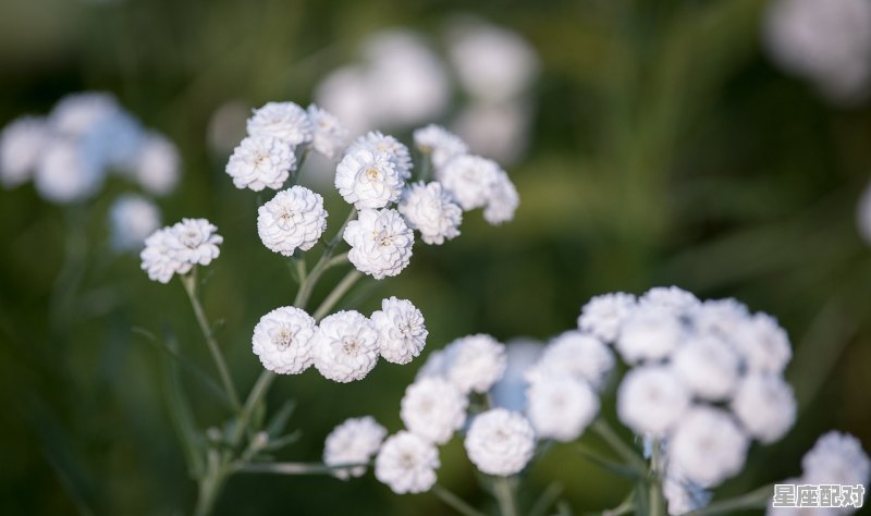 揭秘双子座女生暗恋表现 揭秘双子座女生暗恋表现 - 星座运势